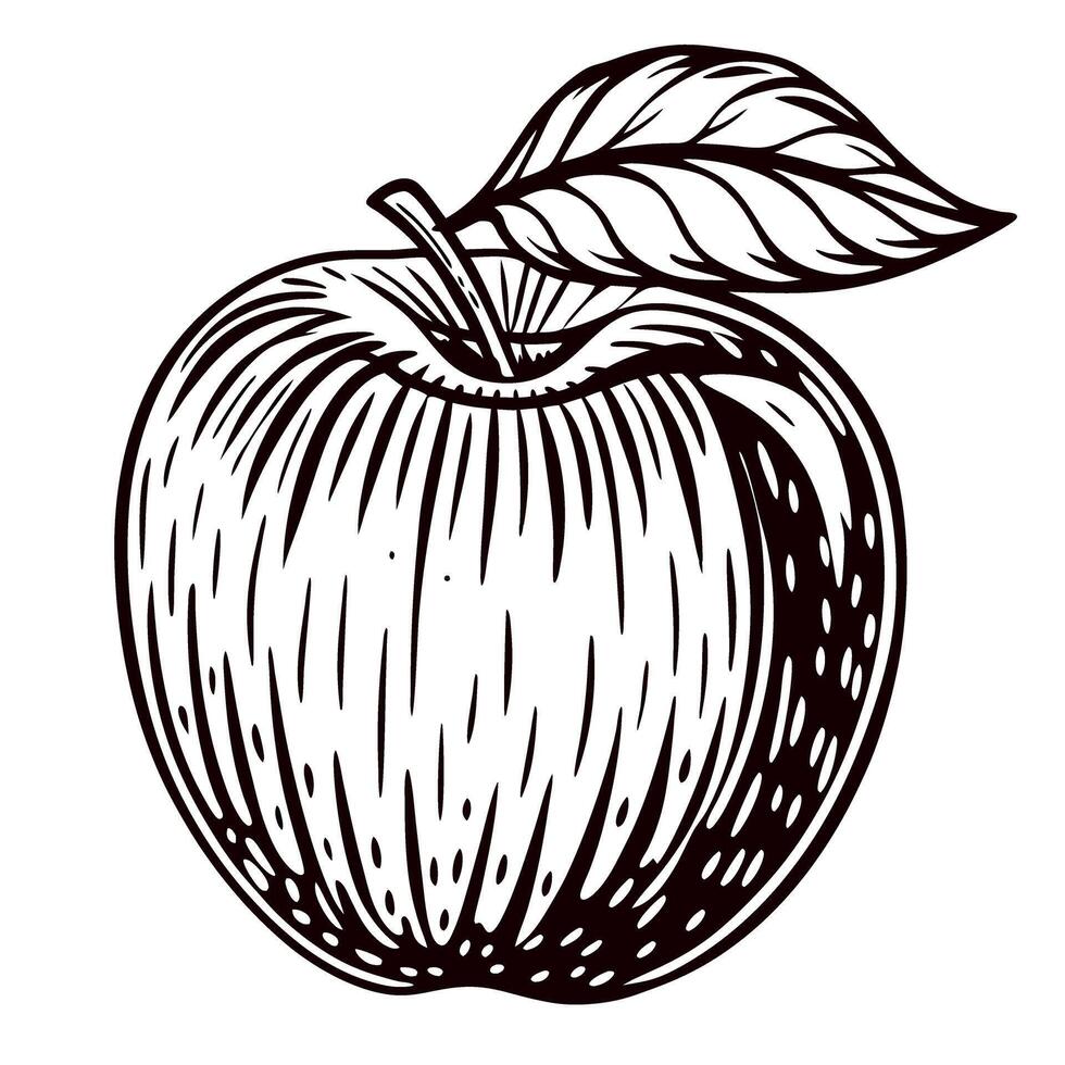 Hand drawn illustration of fresh apple with leaf in vintage engraving vector