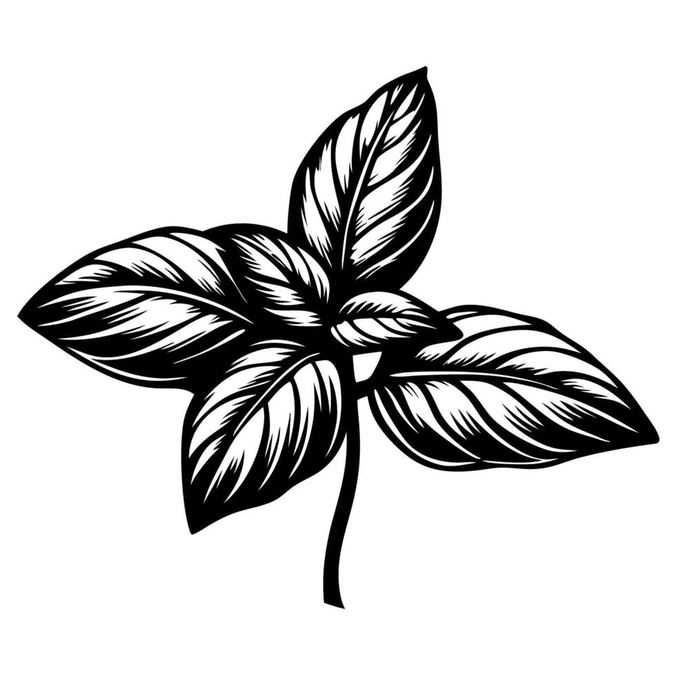 Monochrome hand drawn basil herb leaf illustration with detailed veins and bold artistic linework vector