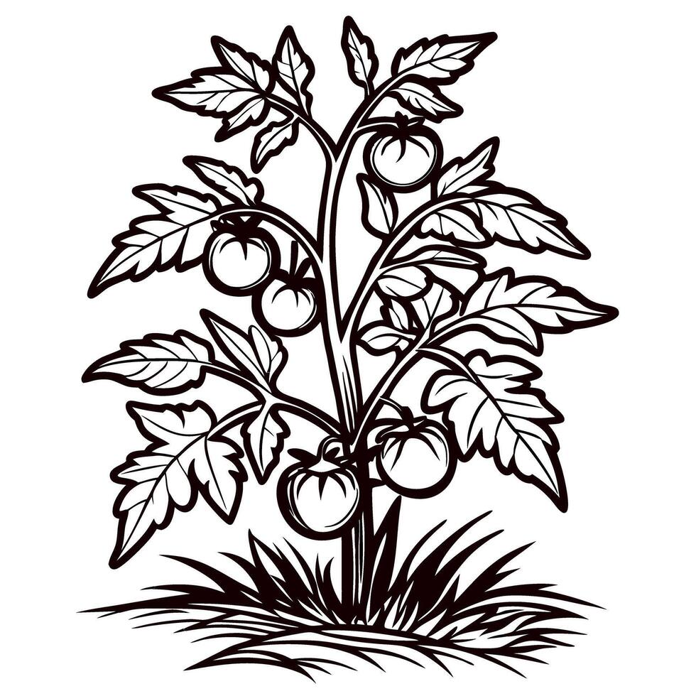 Hand drawn tomato plant with ripe fruit and leaves isolated on white background illustration vector