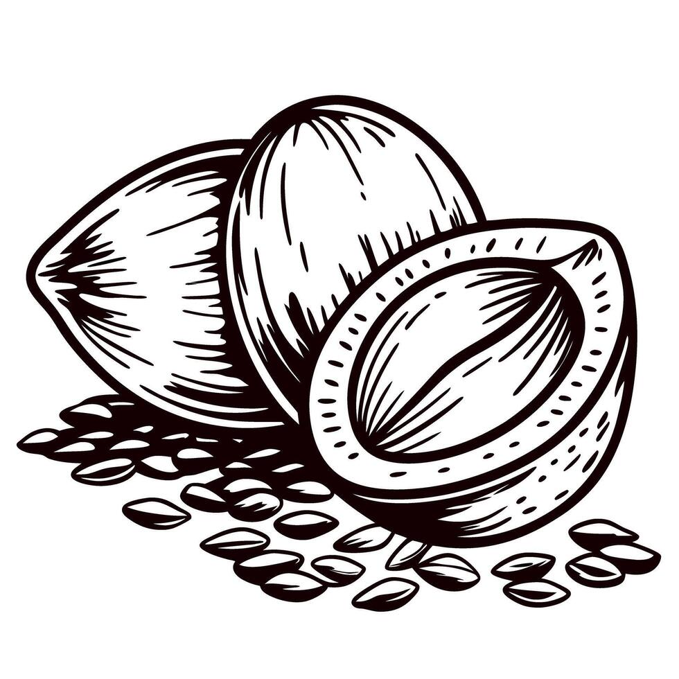 Hand drawn whole and halved coconut with scattered seeds isolated on white background vintage engraving vector