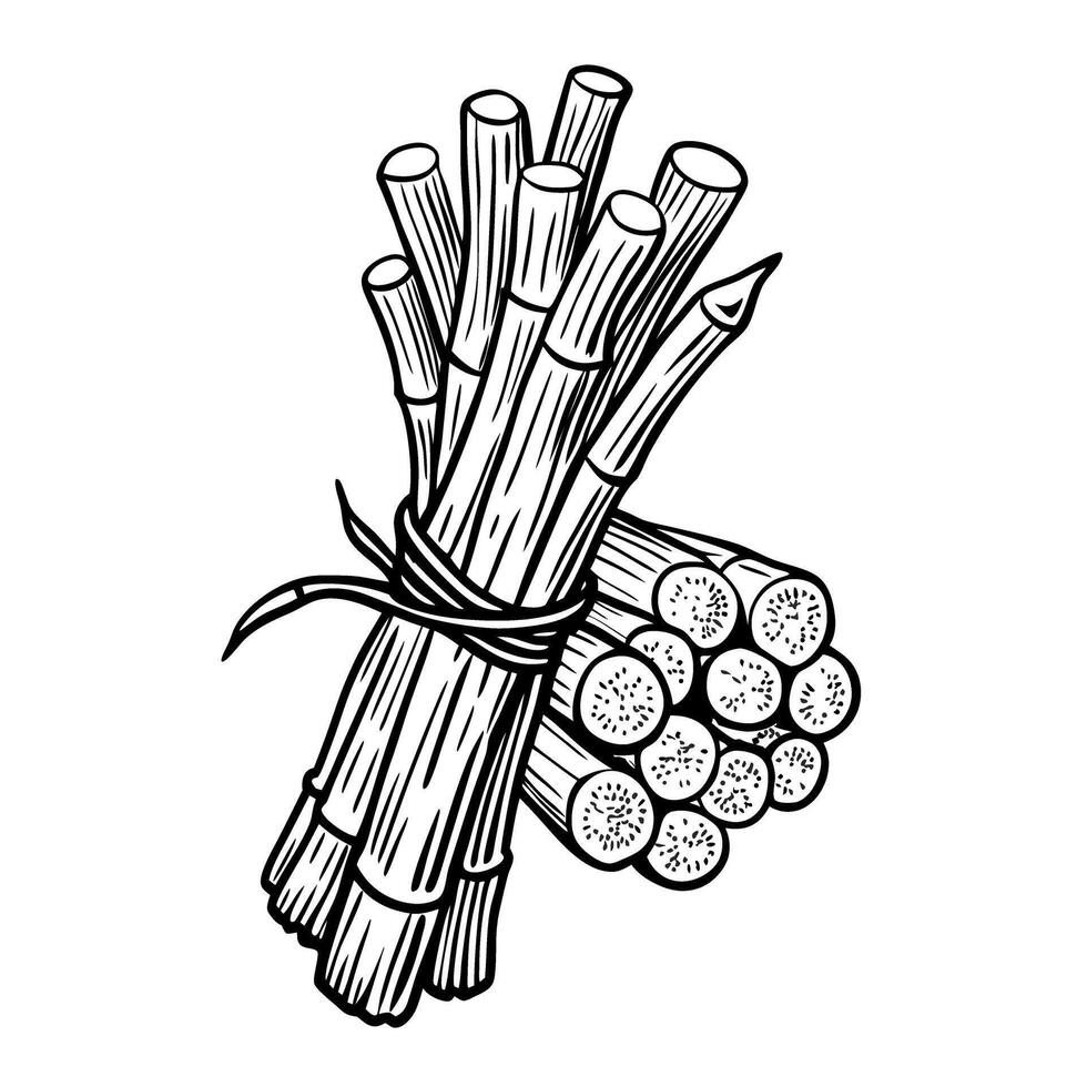 Hand drawn bundle of sugarcane stalks tied together vintage botanical engraving black and white illustration vector
