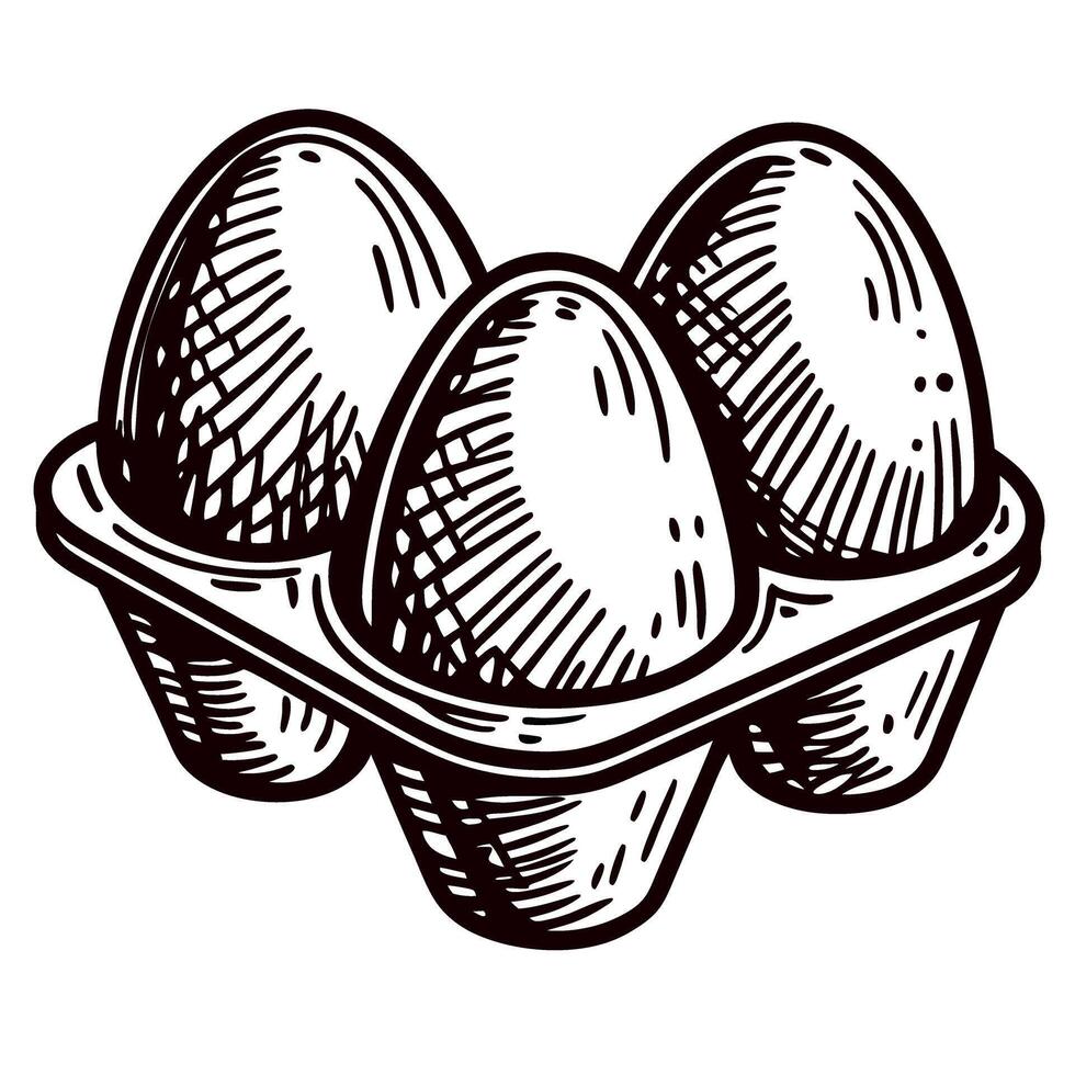 hand drawn illustration of three eggs in a carton tray vintage sketch food and packaging concept vector