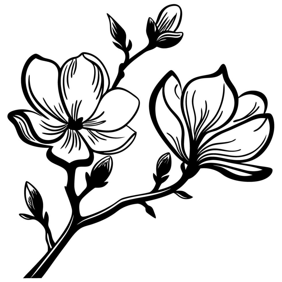 Hand drawn magnolia branch with blooming flowers and buds in black and white vintage botanical vector