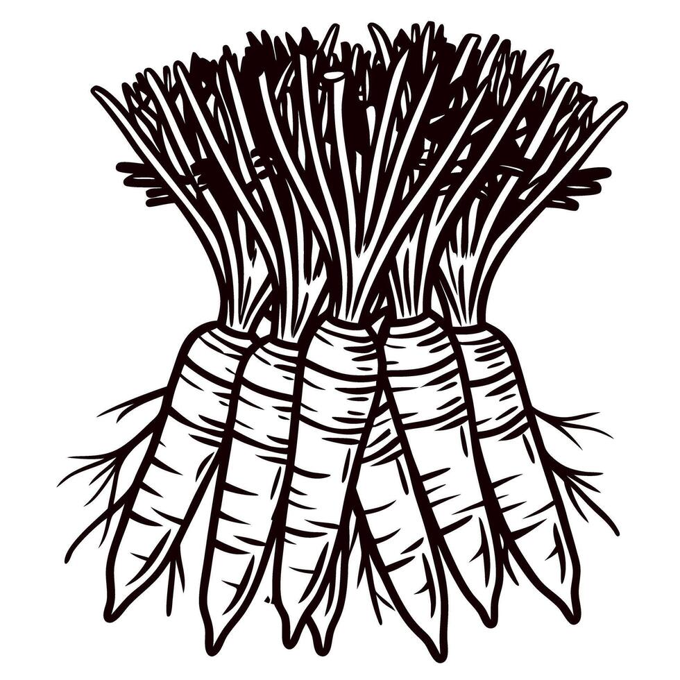 Hand drawn bundle of carrots with leafy tops vintage engraved illustration in monochrome botanical vector