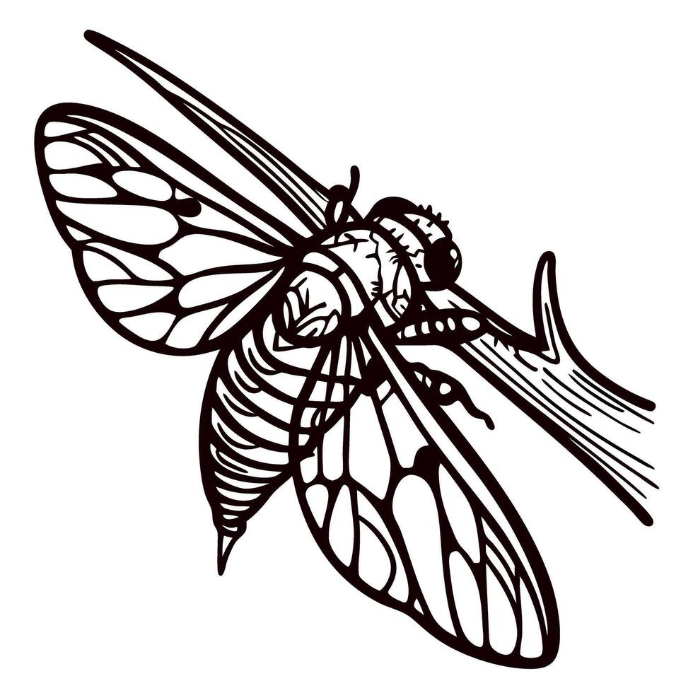 Detailed hand drawn cicada insect illustration with transparent wings perched on a branch in vintage engraved vector