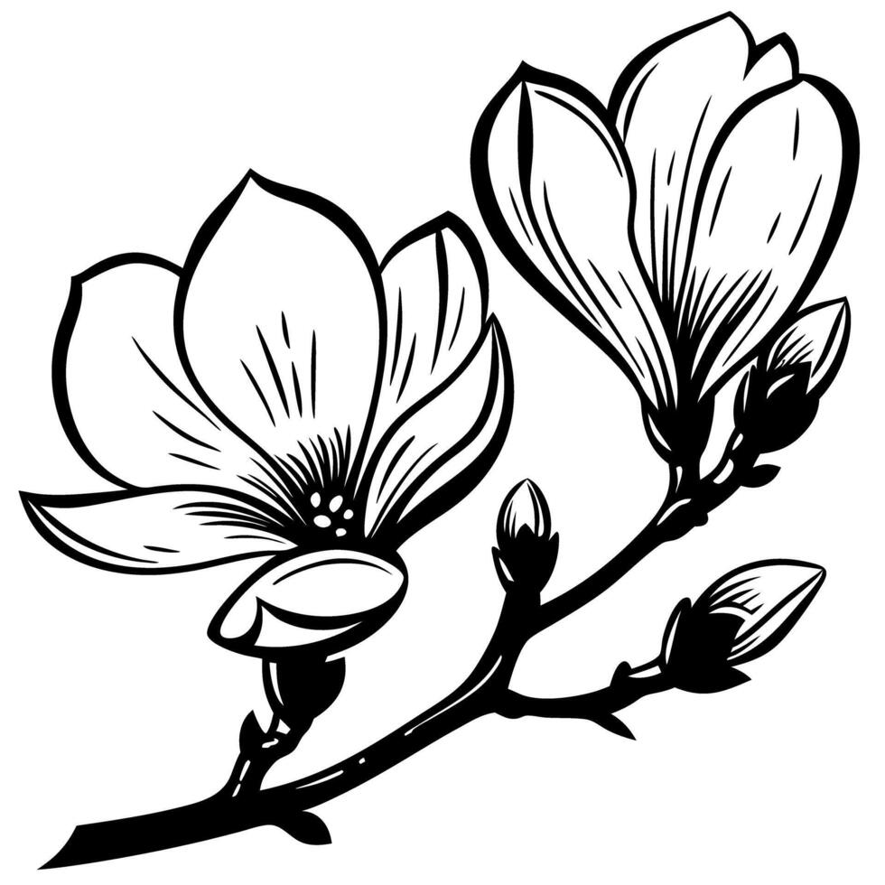 Black and white hand drawn magnolia flowers and buds on branch botanical illustration vector