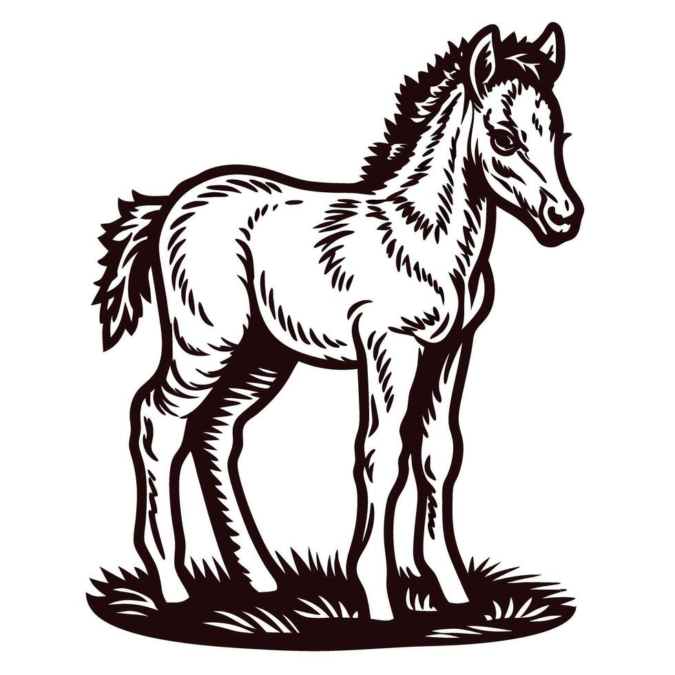 Vintage engraved illustration of young foal standing on grass in classic hand drawn vector