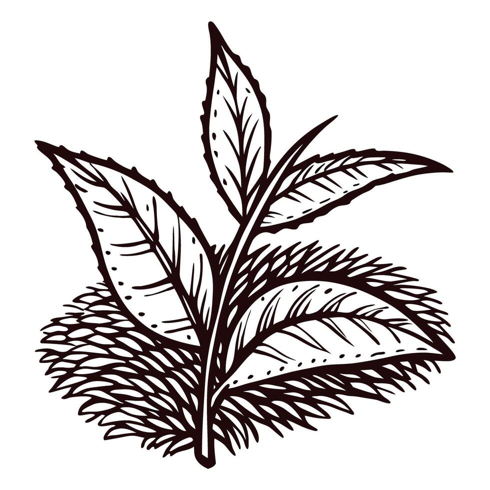 Hand drawn illustration of fresh mint plant with leaves and stem isolated on white background vector
