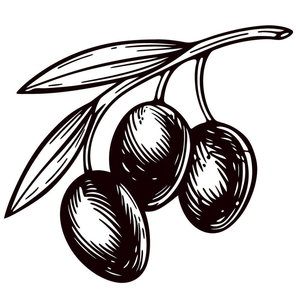 Hand drawn black olive branch with leaves vintage botanical sketch illustration for food and nature concepts vector