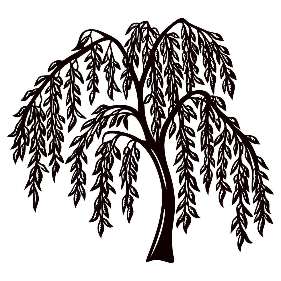 Hand drawn willow tree silhouette with drooping branches and intricate leaves on white background vector