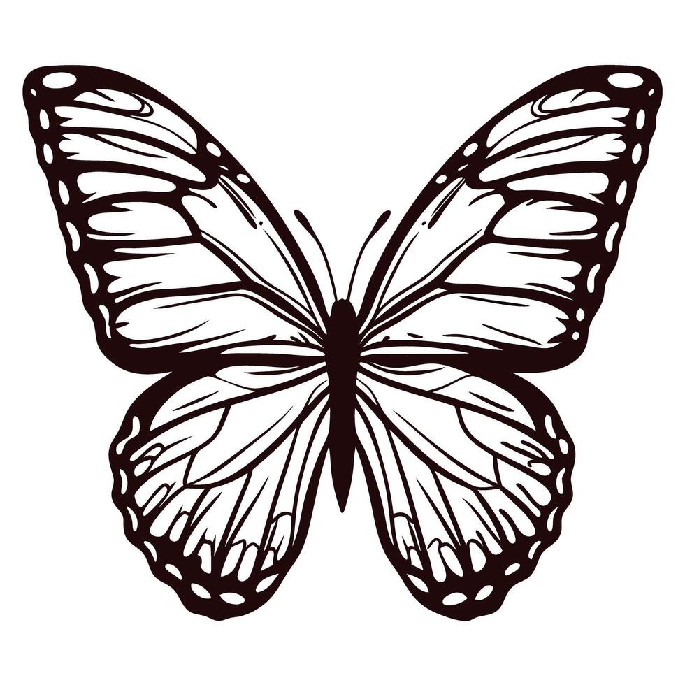 Detailed black and white illustration of a butterfly with symmetrical open wings and intricate vein patterns vector