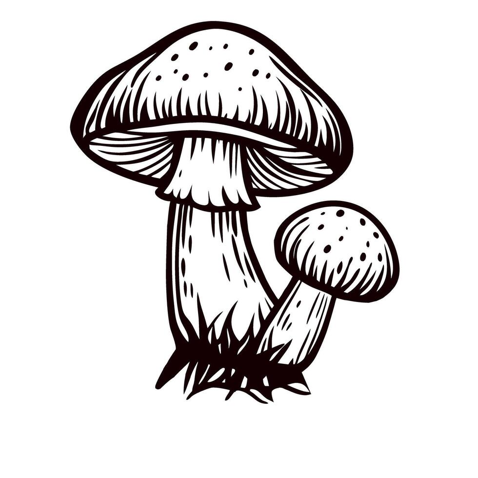 Hand drawn illustration of two wild mushrooms with textured caps and stems, detailed sketch on white background vector