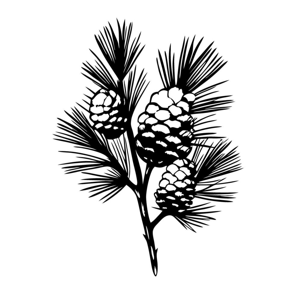 Detailed black and white pine branch illustration with three pine cones and needle foliage isolated vector