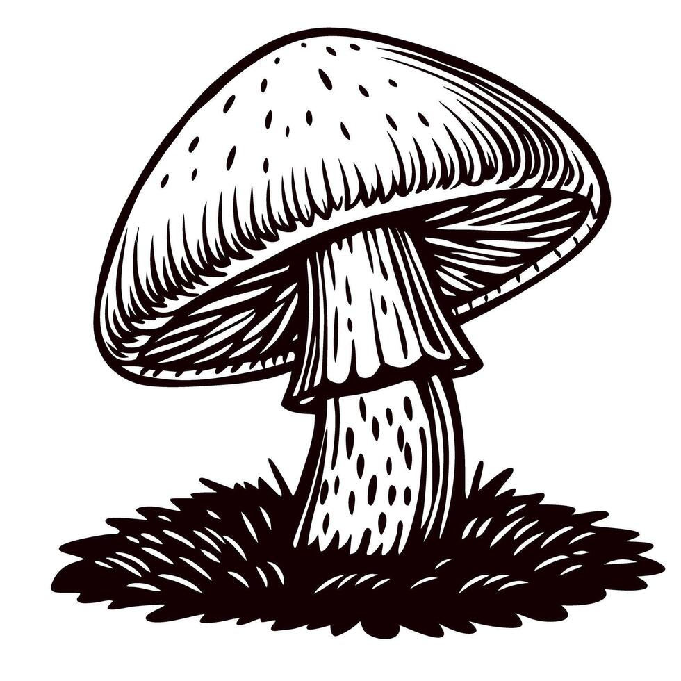 Hand drawn mushroom illustration with detailed cap and stem on grass isolated on white background vector