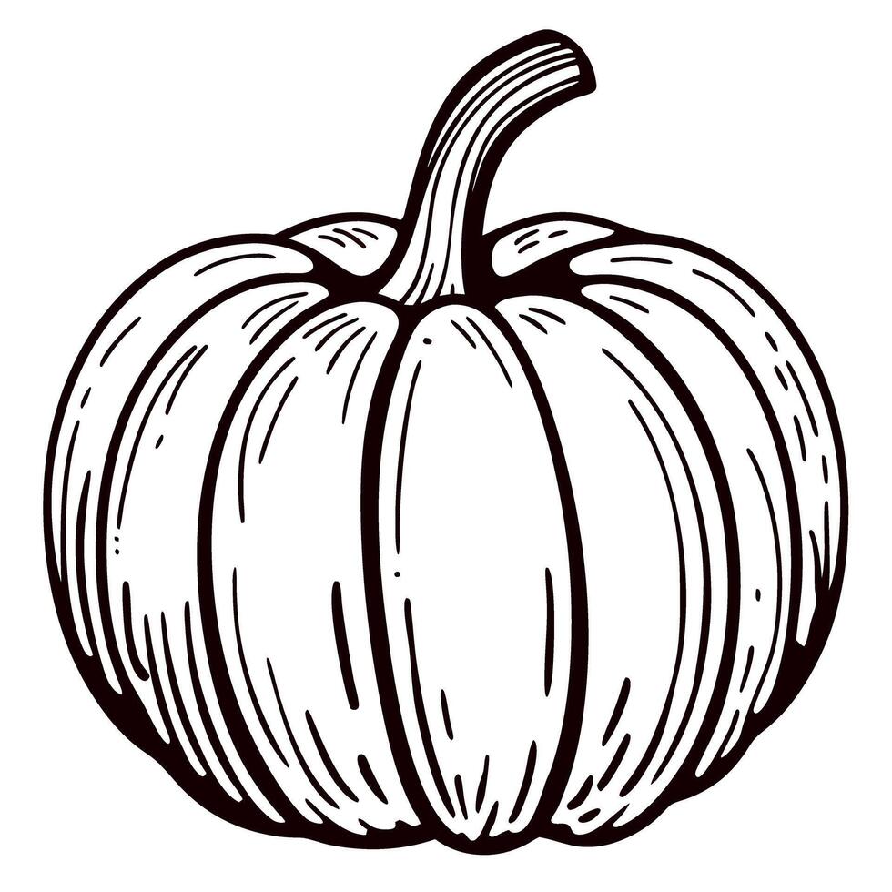 Vintage hand drawn pumpkin isolated on white background in engraving sketch illustration vector