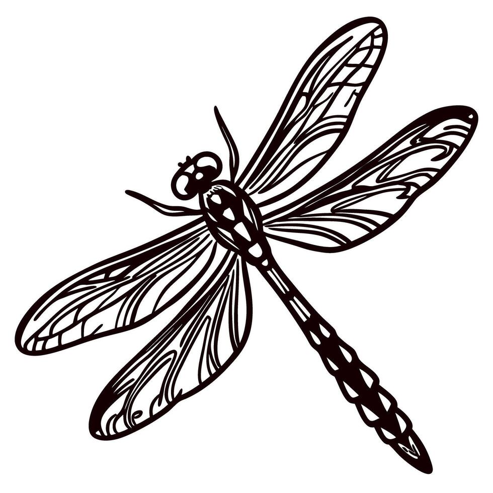 Intricate hand drawn dragonfly with detailed wings and segmented body isolated on white background illustration vector