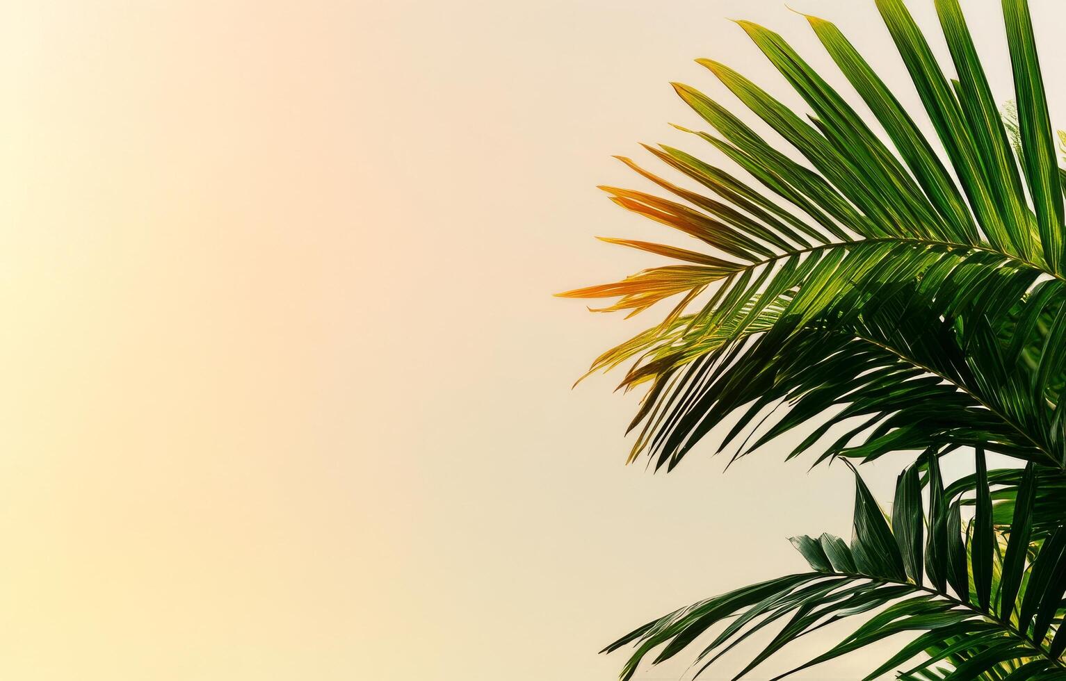 Palm Leaves Silhouetted Against a Colorful Sunset Sky in Tropical Location photo