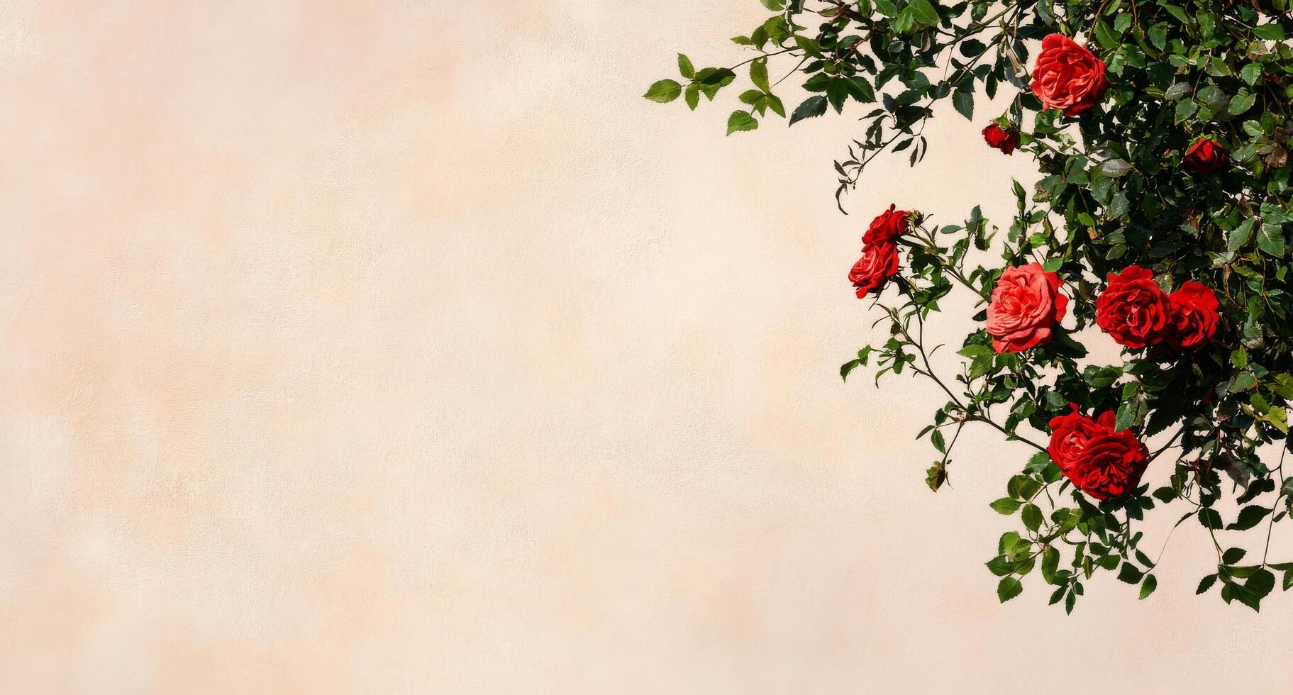 Bright Red Roses Contrast Beautifully Against a Soft Beige Background in a Serene Setting photo