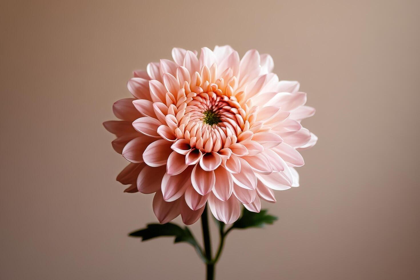 Delicate Peach Flower With Intricate Petals Against a Soft Background in a Serene Setting. photo