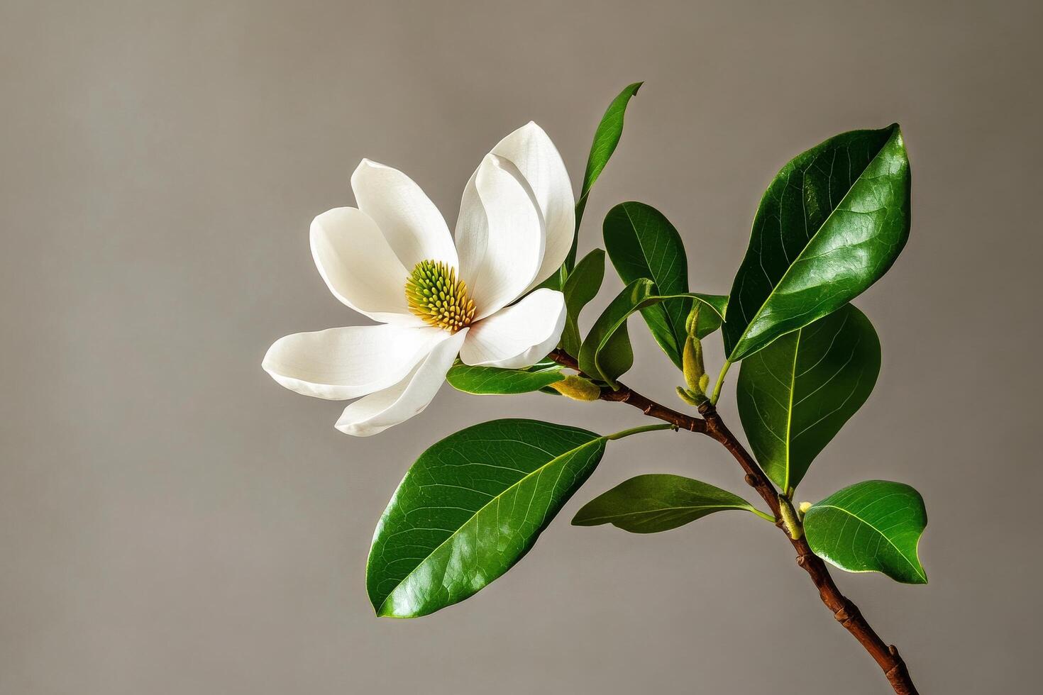 Fresh Magnolia Flower With Green Leaves on a Neutral Background Perfect for Floral Arrangements. photo