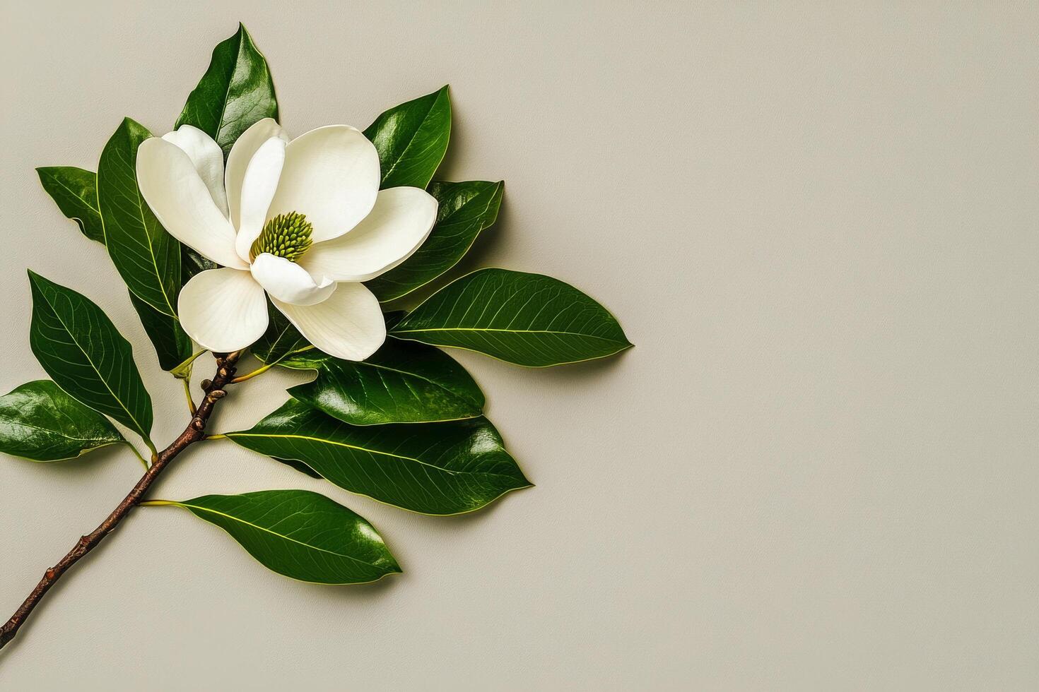 Fresh Magnolia Flower With Green Leaves on a Neutral Background Perfect for Floral Arrangements photo