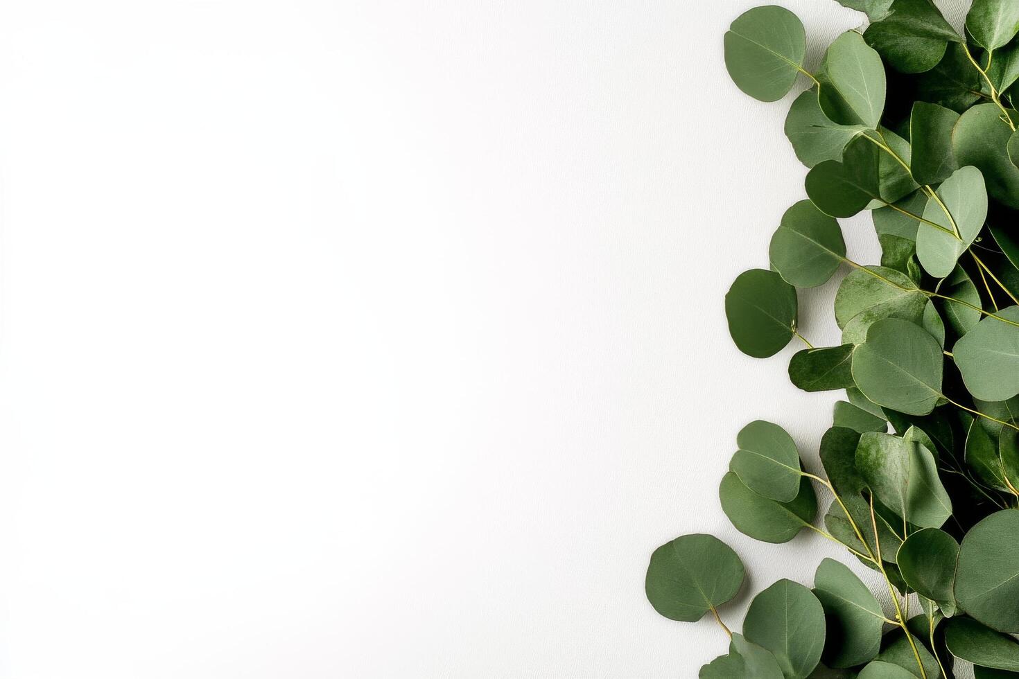 Green Eucalyptus Leaves Arranged on a White Surface for a Fresh and Natural Look photo
