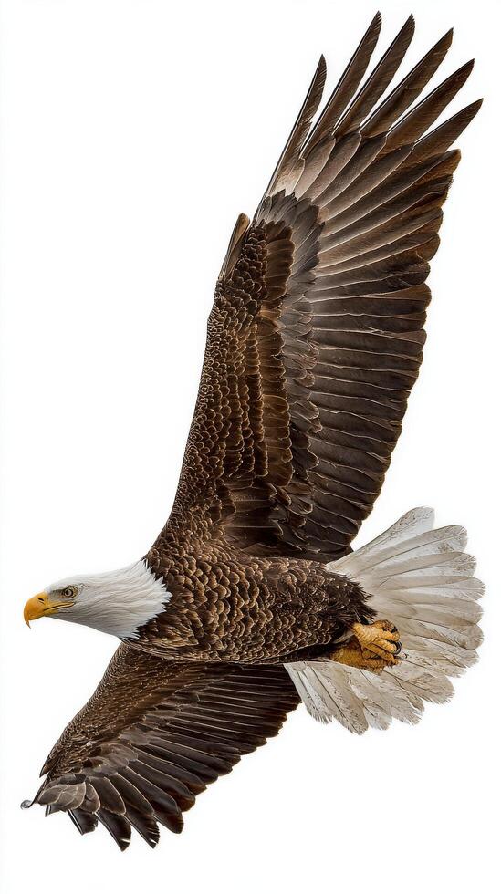 Majestic Bald Eagle Soaring in the Sky Against a White Background photo
