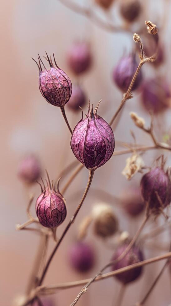 Unique Seed Pods on a Delicate Branch Captured in Soft Natural Light During Late Afternoon Hours. photo