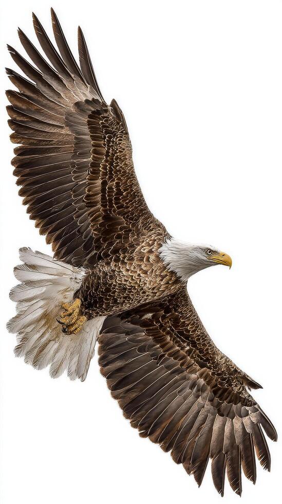 Majestic Bald Eagle Soaring in the Sky With Outstretched Wings During Bright Daylight photo