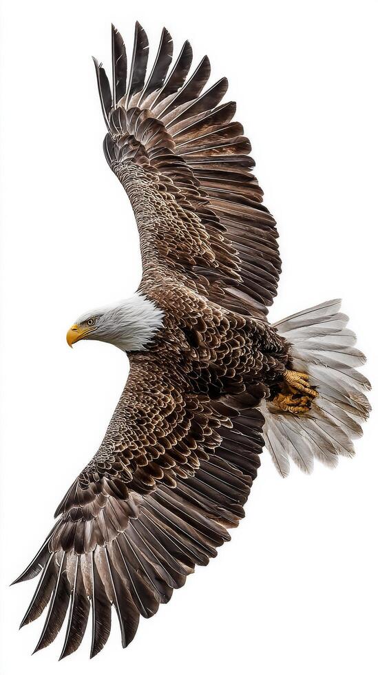 Majestic Bald Eagle Soaring in the Sky With Outstretched Wings During Bright Daylight. photo