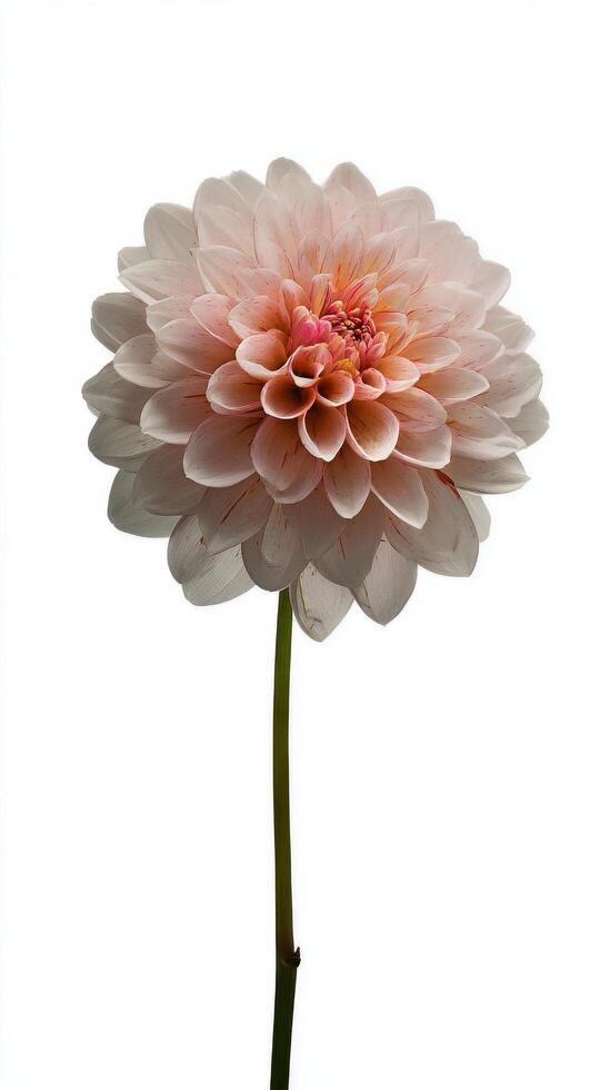 Beautiful Dahlia Flower in Soft Pink Color With Delicate Petals on a Slender Stem photo
