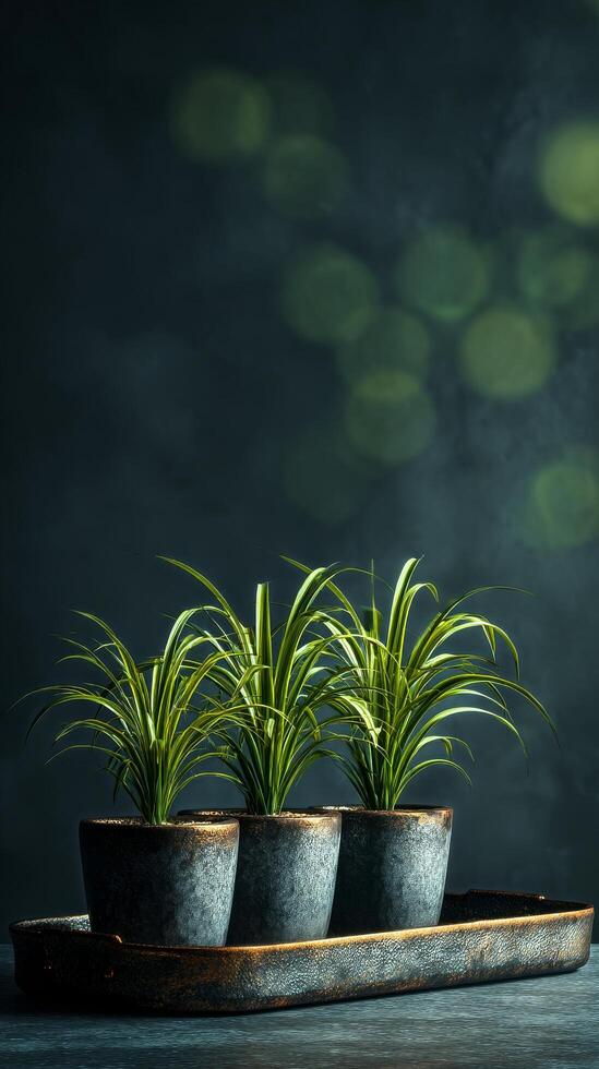 Succulent Plants in Decorative Pots With Blurred Lights in the Background During Evening. photo