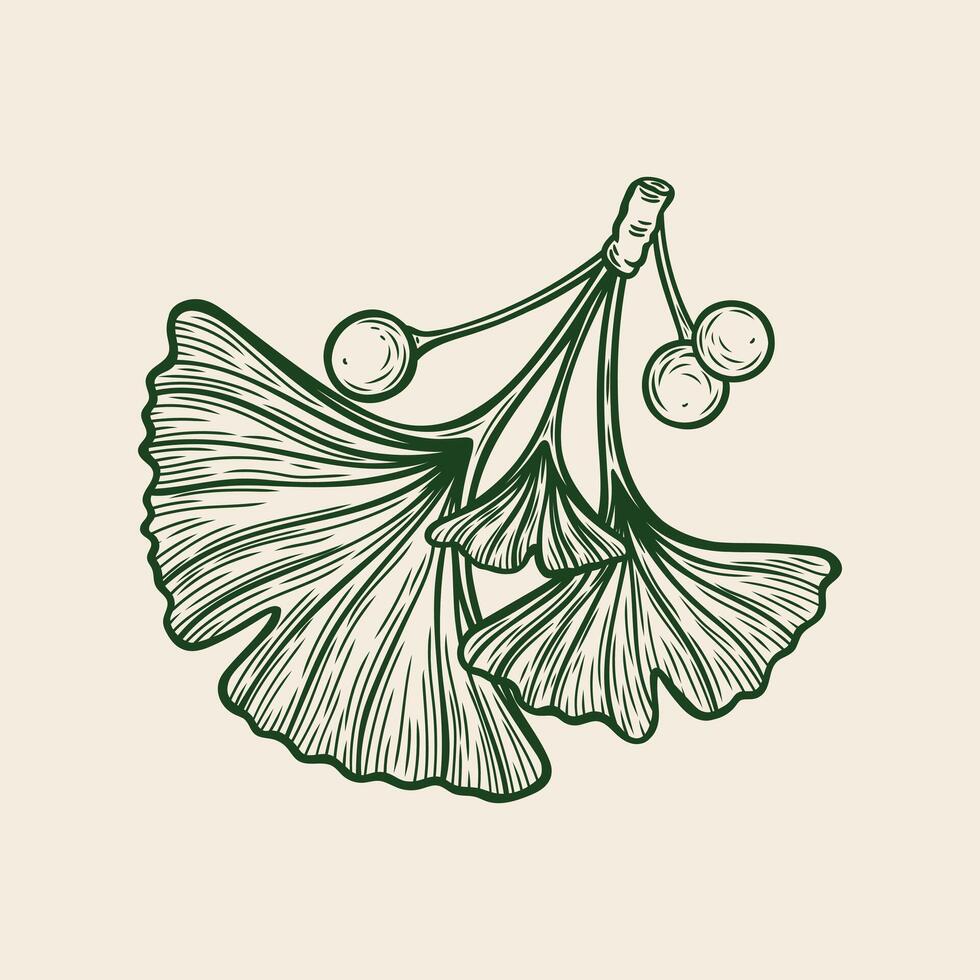 Ginkgo biloba branch with berries vector