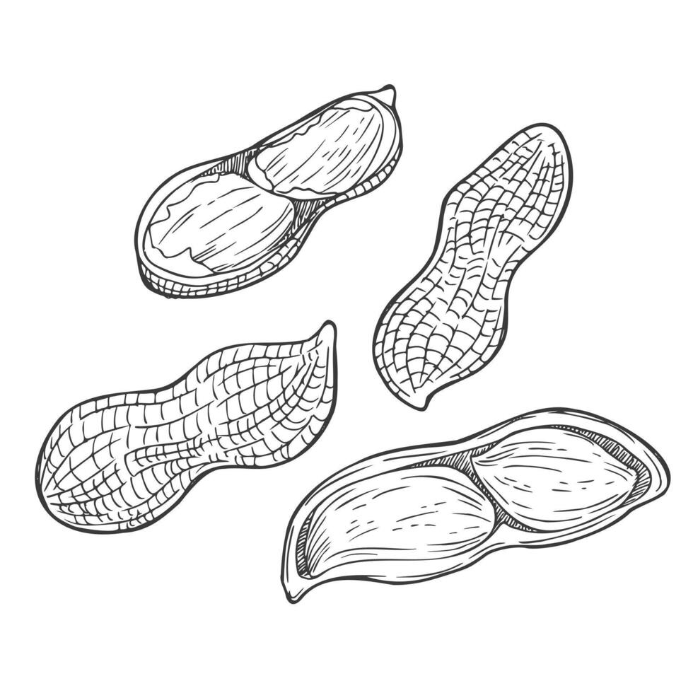 Peanut set isolated. Groundnuts sketch illustration. Hand drawn nuts in vintage engraving style vector