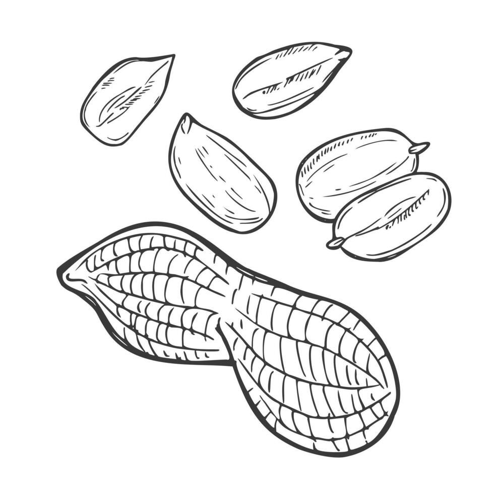 Hand drawn Peanut Sketch Illustration in vector