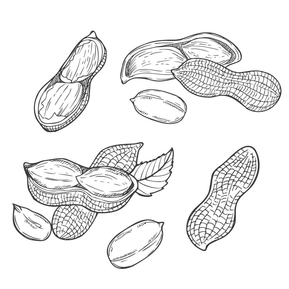 Peanut set isolated. Groundnuts sketch illustration. Hand drawn nuts in vintage vector
