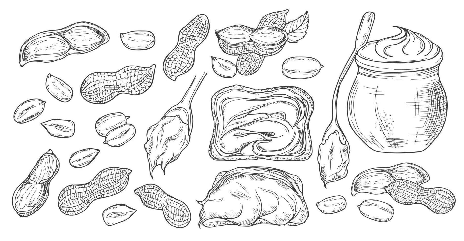 Peanuts sketch set. Hand drawn retro style illustrations of organic food. Seeds and shells. Single and group. Vintage engraving art. Isolated on white background. vector