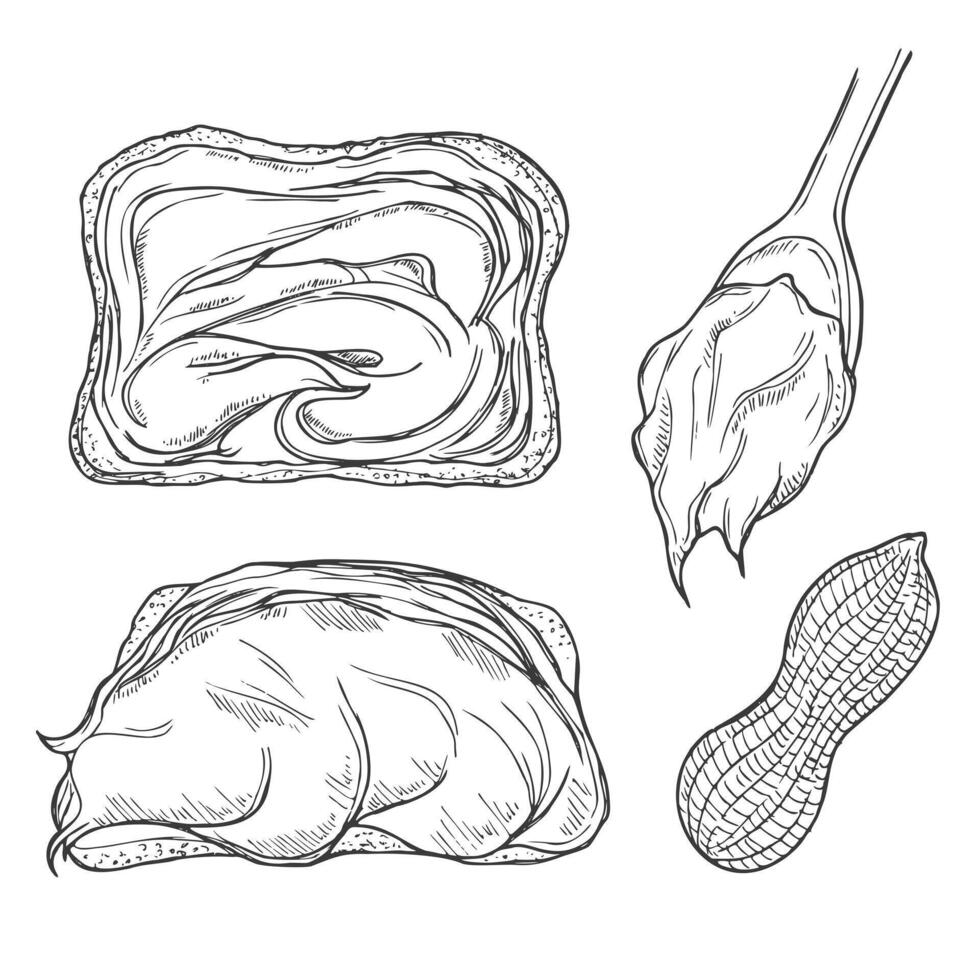 Peanut butter and ingredient for peanut butter toast sketch. vector