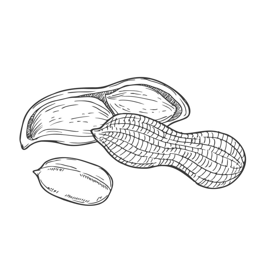 Peanut sketch hand drawn illustration isolated vector
