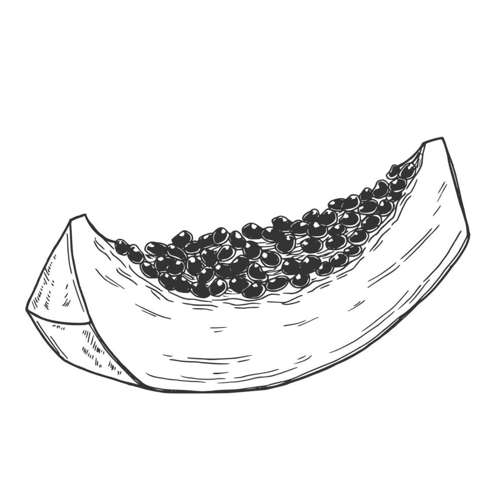 Papaya slices. Ink sketch isolated vector