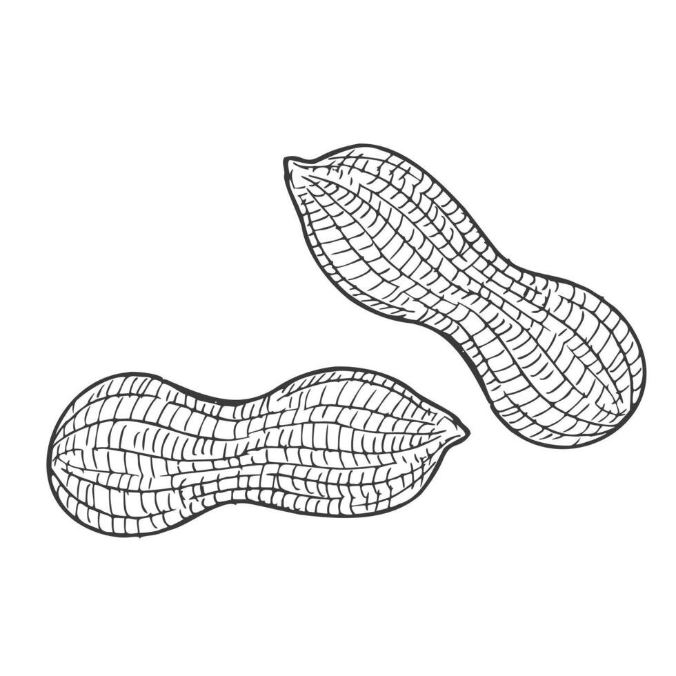 Hand drawn Peanut Sketch Illustration set vector