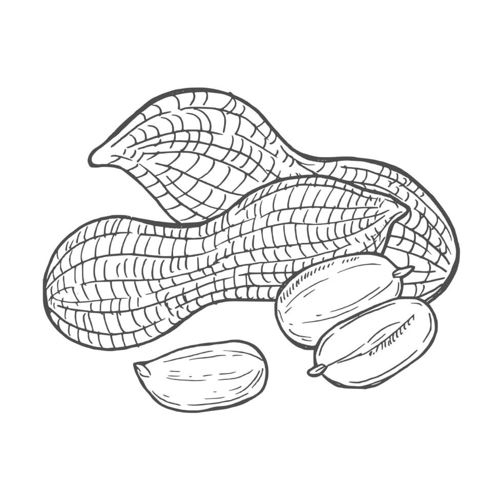 Peanut sketch hand drawn illustration vector