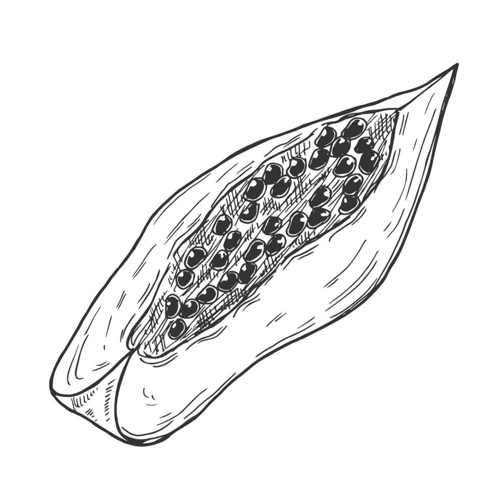 Papaya slices. Ink sketch isolated on white background. Hand drawn illustration. Retro style. vector