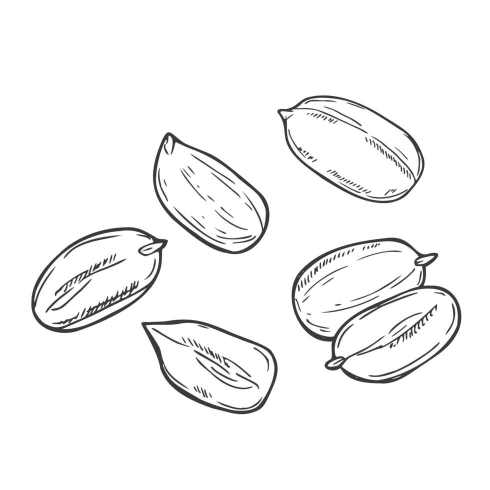 Hand drawn Peanut Sketch Illustration isolated vector