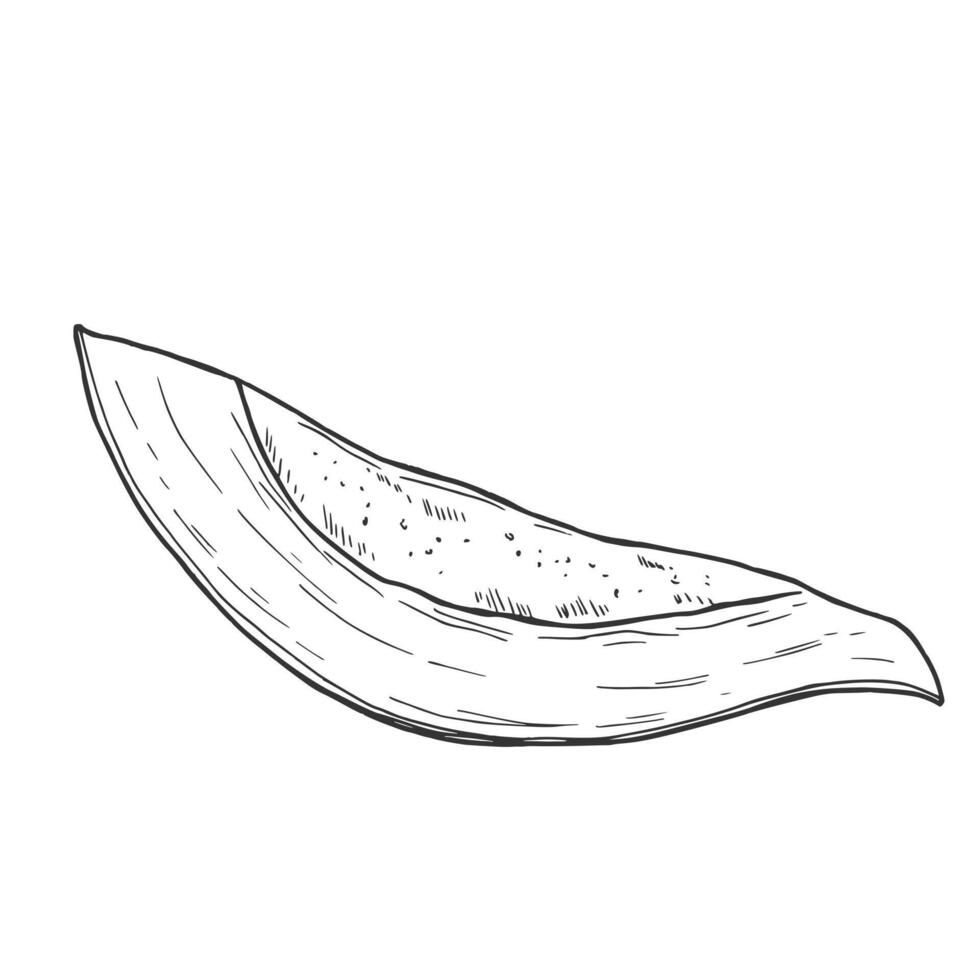 Papaya slices. Ink sketch vector