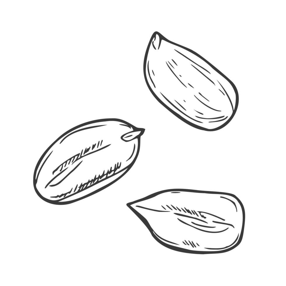 Peanut sketch set. Food concept. Nuts isolated. vector