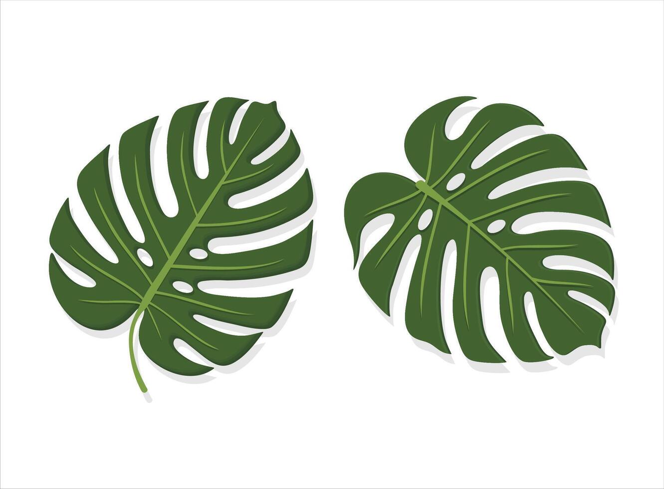 Tropical Monstera Leaves Illustration in Flat Style Isolated design vector