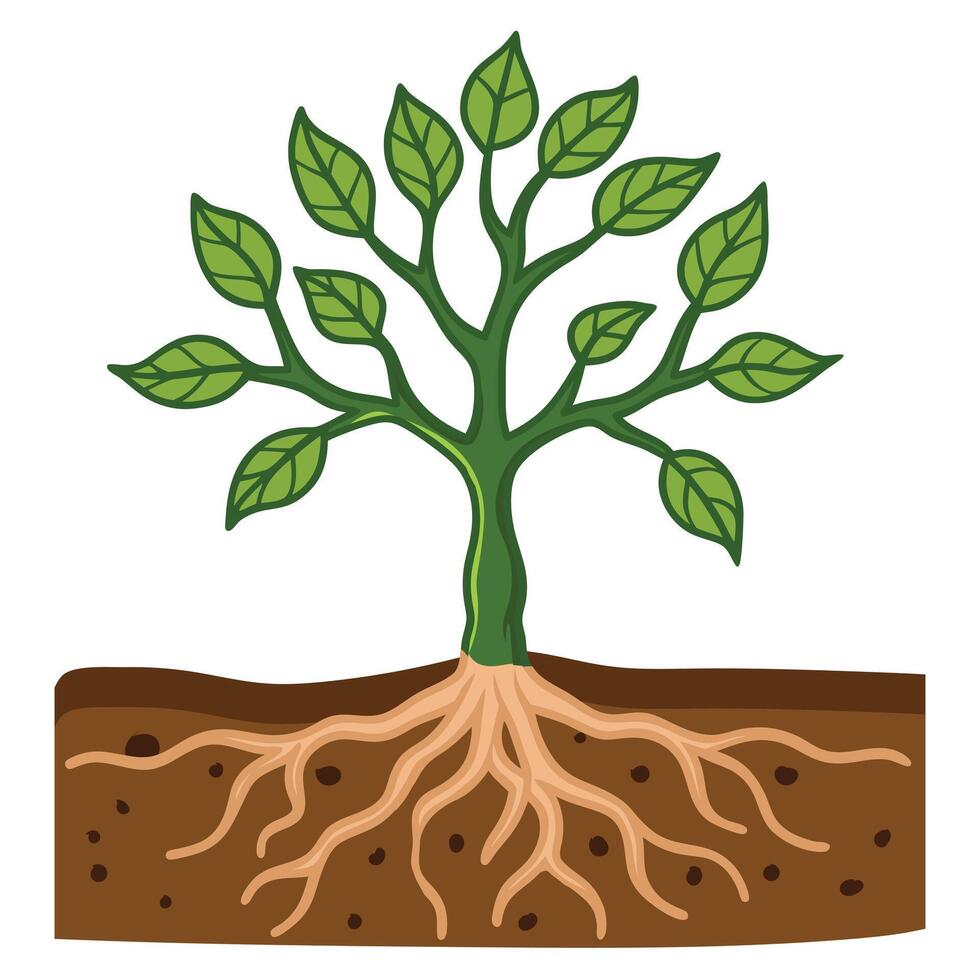 a sapling with soil around the roots of plant vector