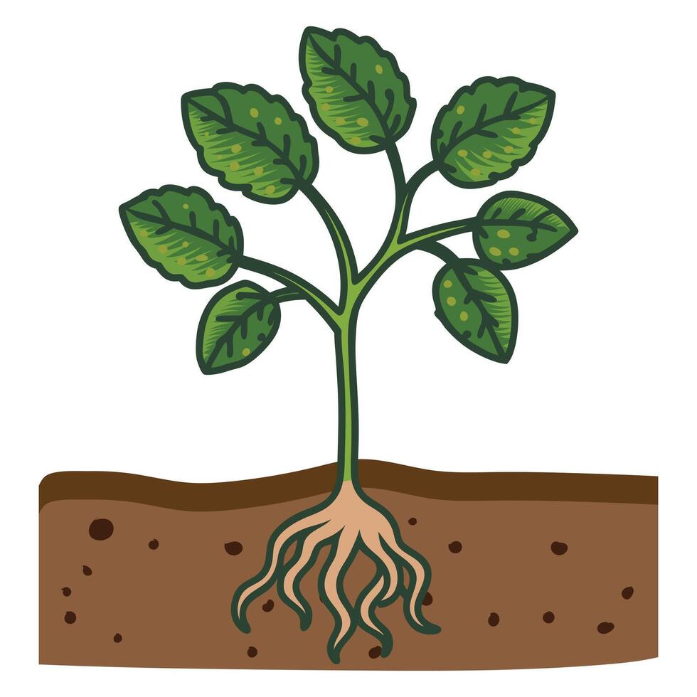 soil around the roots of the Strawberries tree plant vector