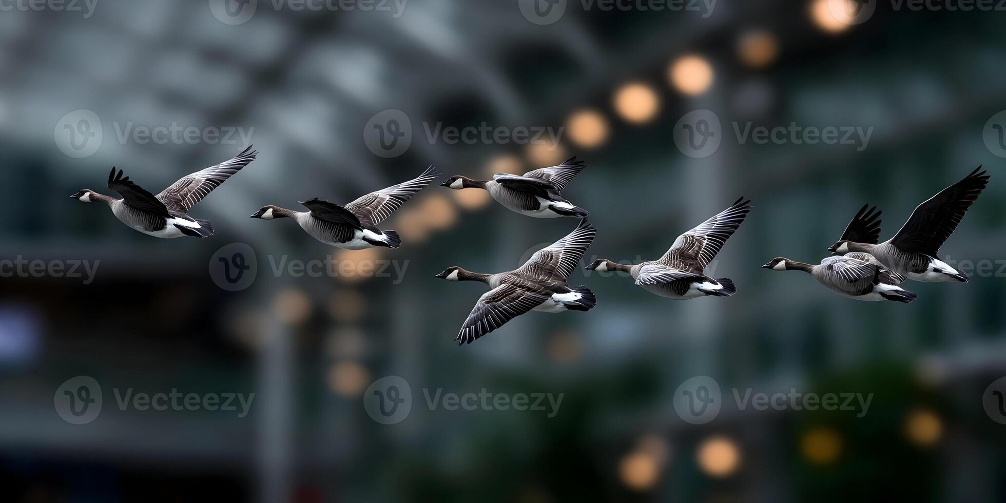 Seven Canada Geese Flying in Formation City Background photo